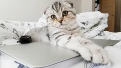 So gewöhnst du deiner Katze das Auf-den-Tisch-Springen ab: 5 wirksame Methoden