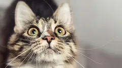 Welche Anzeichen zeigen Katzen, bevor ein Unglück dein Zuhause trifft – sei auf der Hut