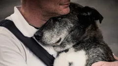 Erinnert sich ein Hund nach Jahren der Trennung noch an seinen Besitzer?