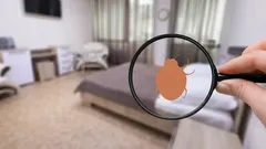 Wie Sie Bettwanzen loswerden: Wirklich wirksame Hausmittel