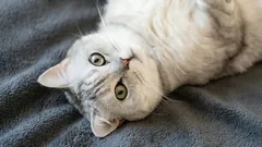 Bis zu welchem Alter wachsen Katzen?