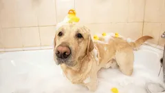 Was Sie beim Baden Ihres Hundes unbedingt vermeiden sollten – das muss jeder Halter wissen