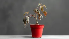 Einfache Hausmittel, um welke Pflanzen wiederzubeleben – 3 Zutaten, die du bereits in deiner Küche hast