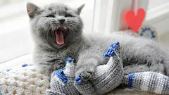 Warum läuft Ihre Katze durch die Wohnung und miaut? Was sie Ihnen damit sagen will