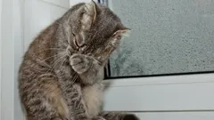 Weinen Katzen wie Menschen? Was ihre tränenden Augen wirklich bedeuten