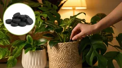 Jede Pflanze wiederbeleben: Günstiger Pflanzendünger auf Basis von Aktivkohle